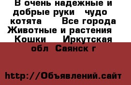 В очень надежные и добрые руки - чудо - котята!!! - Все города Животные и растения » Кошки   . Иркутская обл.,Саянск г.